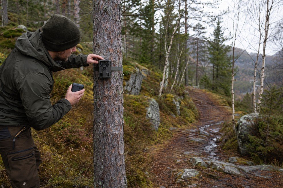 Viltkamera test: person monterer et viltkamera på et tre langs en skogssti i norsk skog, med riktig høyde, vinkel og fri sikt mot dyretråkket.
