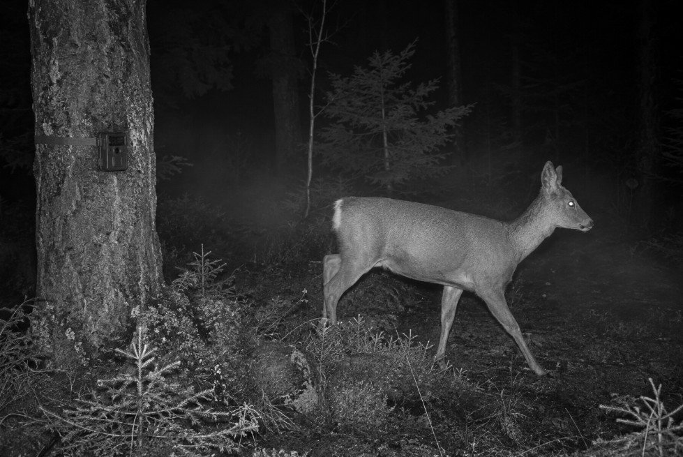hjort går forbi et viltkamera om natten i mørk norsk skog, opplyst av usynlig 940 nm infrarødt lys uten synlig rød glød.